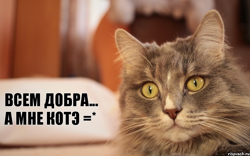 Всем добра... А мне котэ =*, Комикс Котэ не одобряет