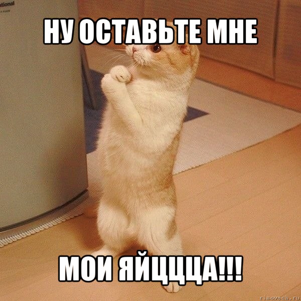 ну оставьте мне мои яйццца!!!, Мем  котэ молится