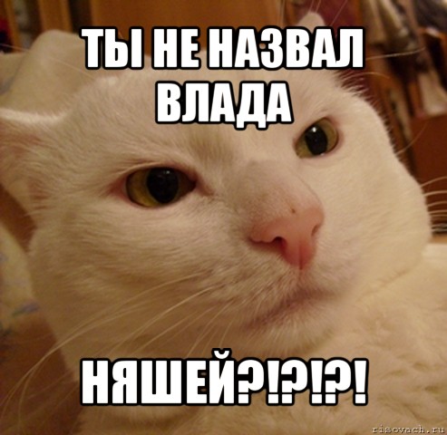 ты не назвал влада няшей?!?!?!, Мем Дерзкий котэ