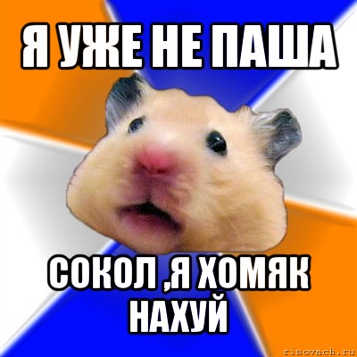 я уже не паша сокол ,я хомяк нахуй, Мем Хомяк