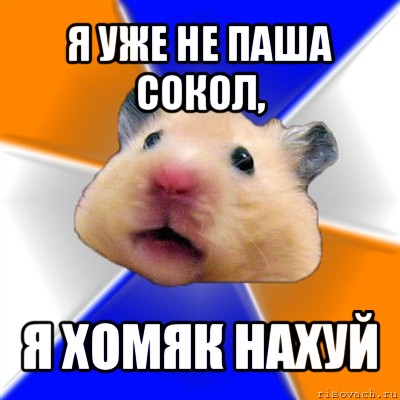 я уже не паша сокол, я хомяк нахуй, Мем Хомяк