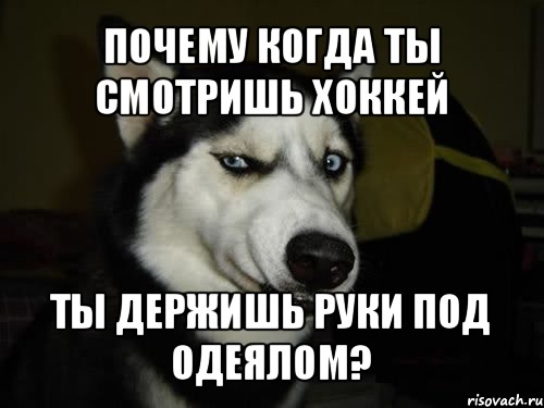 почему когда ты смотришь хоккей ты держишь руки под одеялом?, Комикс  Собака подозревака