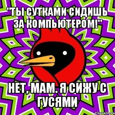 "ты сутками сидишь за компьютером!" нет, мам. я сижу с гусями, Мем Омская птица