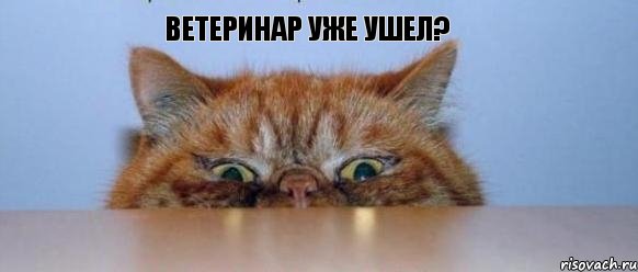 ветеринар уже ушел?