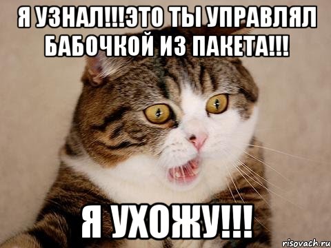 я узнал!!!это ты управлял бабочкой из пакета!!! я ухожу!!!, Мем  сердитый кот