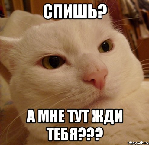 спишь? а мне тут жди тебя???, Мем Дерзкий котэ