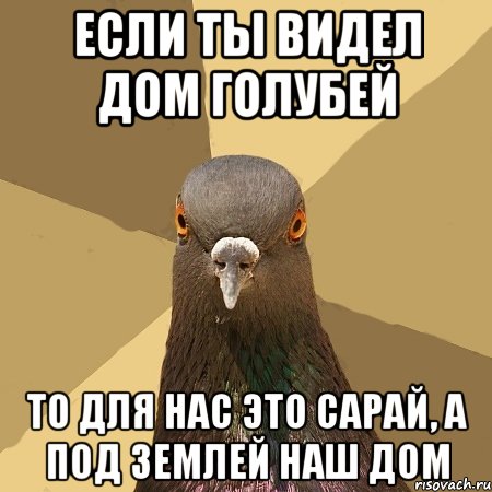 если ты видел дом голубей то для нас это сарай, а под землей наш дом, Мем голубь