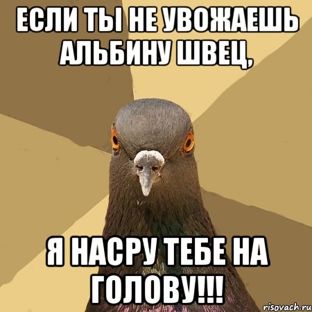 если ты не увожаешь альбину швец, я насру тебе на голову!!!, Мем голубь