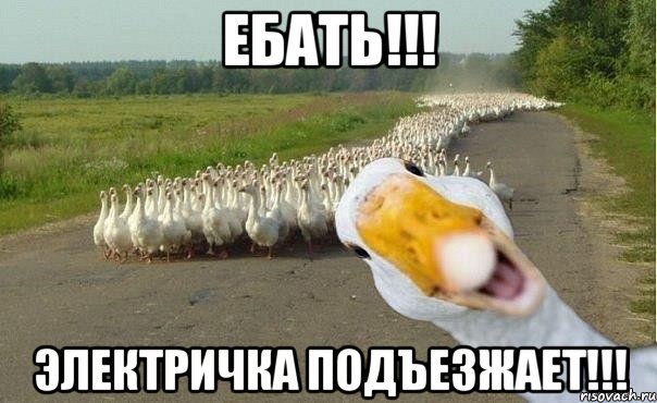 ебать!!! электричка подъезжает!!!, Мем гуси