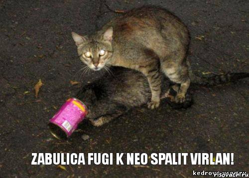 Zabulica fugi k neo spalit Virlan!