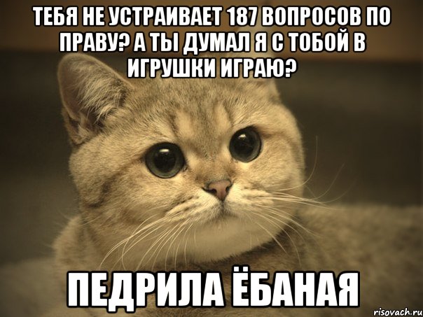 тебя не устраивает 187 вопросов по праву? а ты думал я с тобой в игрушки играю? педрила ёбаная, Мем Пидрила ебаная котик