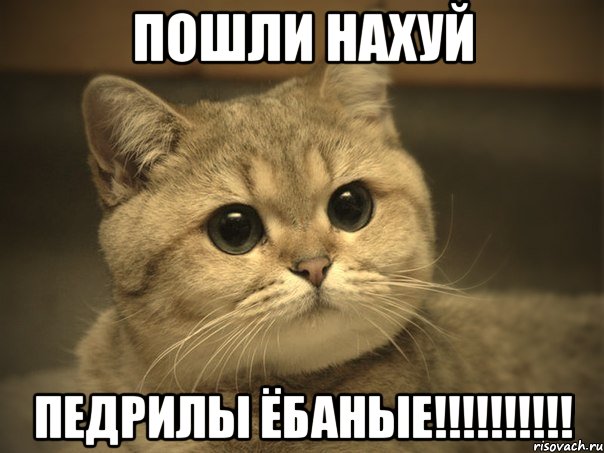 пошли нахуй педрилы ёбаные!!!, Мем Пидрила ебаная котик