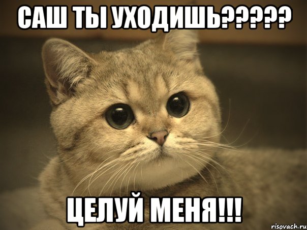 саш ты уходишь??? целуй меня!!!, Мем Пидрила ебаная котик