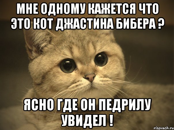 мне одному кажется что это кот джастина бибера ? ясно где он педрилу увидел !, Мем Пидрила ебаная котик