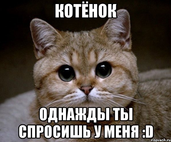 котёнок однажды ты спросишь у меня :d, Мем Пидрила Ебаная