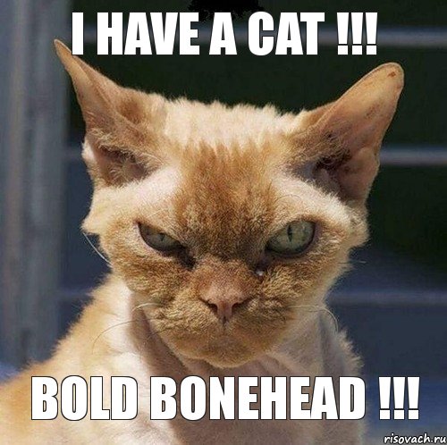 I have a cat !!! bold bonehead !!!