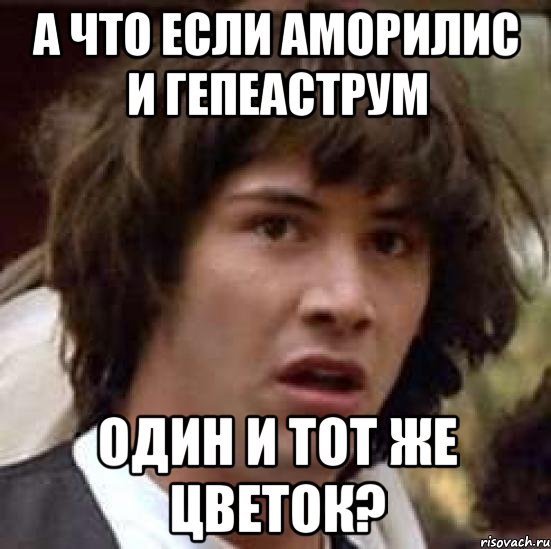 а что если аморилис и гепеаструм один и тот же цветок?, Мем А что если (Киану Ривз)