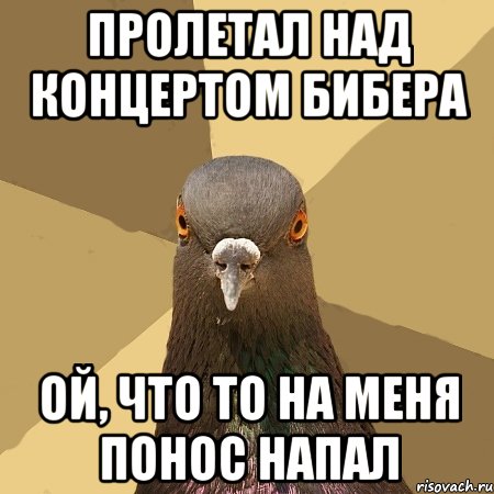 пролетал над концертом бибера ой, что то на меня понос напал, Мем голубь