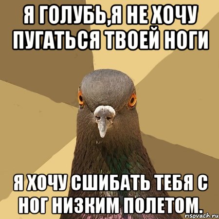 я голубь,я не хочу пугаться твоей ноги я хочу сшибать тебя с ног низким полетом., Мем голубь