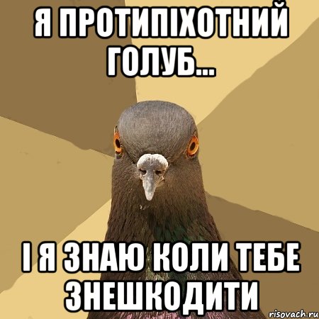 я протипіхотний голуб... і я знаю коли тебе знешкодити, Мем голубь