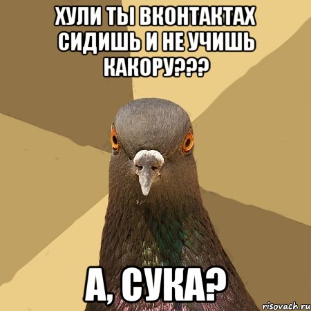 хули ты вконтактах сидишь и не учишь какору??? а, сука?