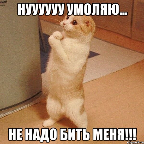 нуууууу умоляю... не надо бить меня!!!, Мем  котэ молится