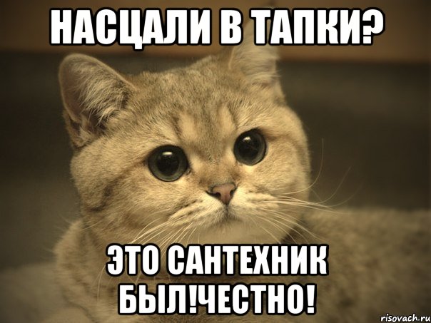 насцали в тапки? это сантехник был!честно!