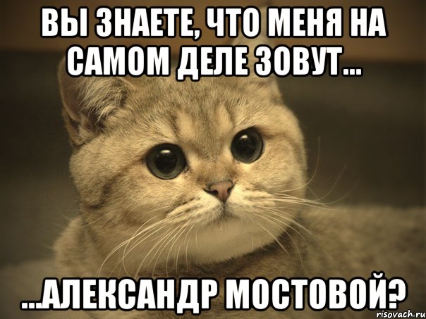 вы знаете, что меня на самом деле зовут... ...александр мостовой?, Мем Пидрила ебаная котик