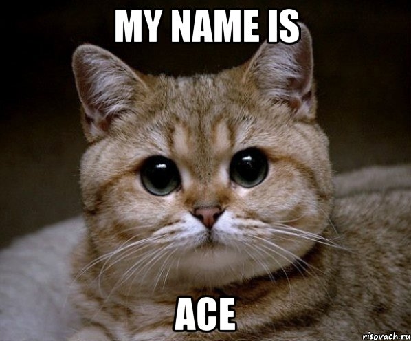 my name is ace, Мем Пидрила Ебаная