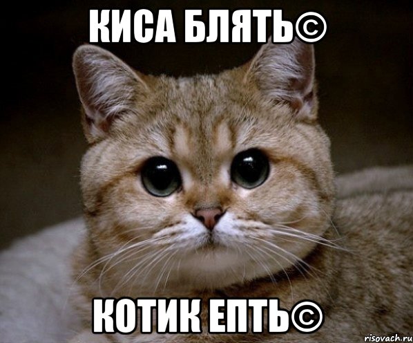 киса блять© котик епть©, Мем Пидрила Ебаная