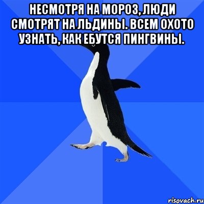 несмотря на мороз, люди смотрят на льдины. всем охото узнать, как ебутся пингвины. , Мем  Социально-неуклюжий пингвин