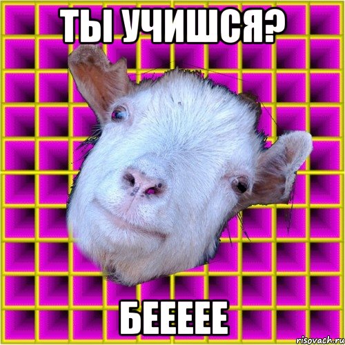 ты учишся? беееее