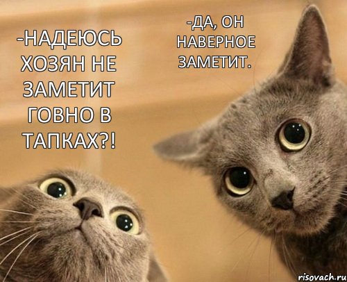 -надеюсь хозян не заметит говно в тапках?! -да, он наверное заметит., Комикс  2 кота