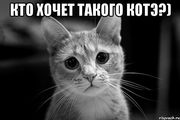 кто хочет такого котэ?) 