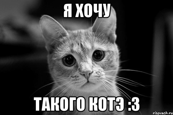 я хочу такого котэ :3