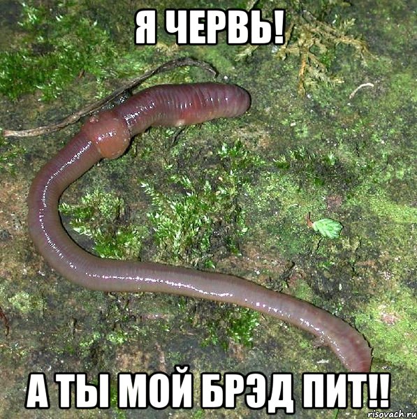 я червь! а ты мой брэд пит!!