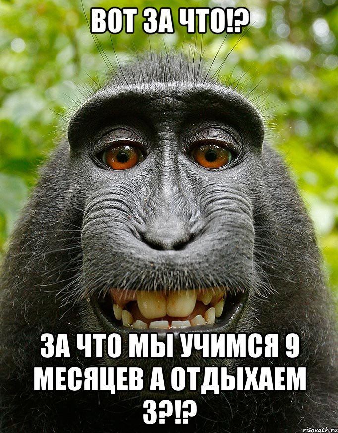 вот за что!? за что мы учимся 9 месяцев а отдыхаем 3?!?, Мем  Довольная обезьяна