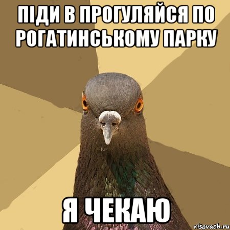 піди в прогуляйся по рогатинському парку я чекаю, Мем голубь