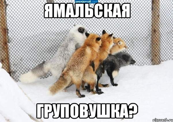 ямальская груповушка?