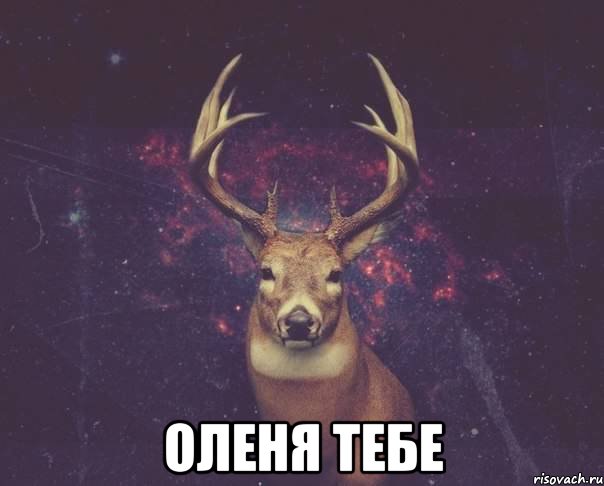  оленя тебе