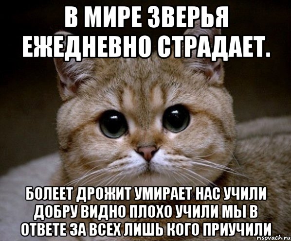 в мире зверья ежедневно страдает. болеет дрожит умирает нас учили добру видно плохо учили мы в ответе за всех лишь кого приучили, Мем Пидрила Ебаная