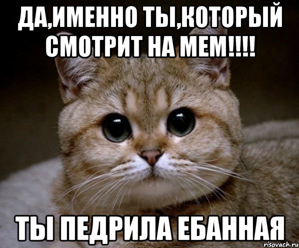 да,именно ты,который смотрит на мем!!! ты педрила ебанная, Мем Пидрила Ебаная