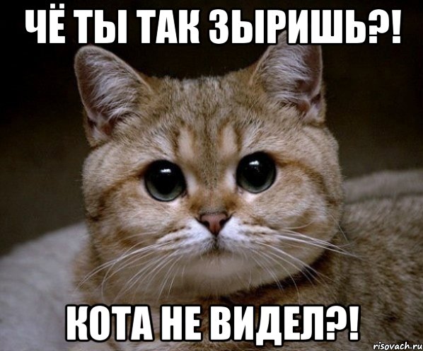 чё ты так зыришь?! кота не видел?!, Мем Пидрила Ебаная