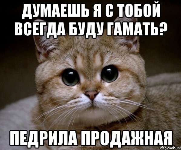 думаешь я с тобой всегда буду гамать? педрила продажная, Мем Пидрила Ебаная