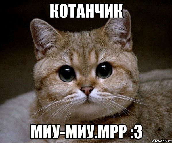 котанчик миу-миу.мрр :3, Мем Пидрила Ебаная