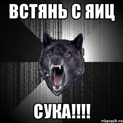 встянь с яиц сука!!!, Мем Сумасшедший волк