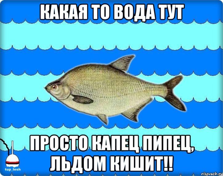 какая то вода тут просто капец пипец, льдом кишит!!, Мем Тупичный лещ