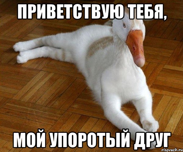 приветствую тебя, мой упоротый друг, Мем Уткокот