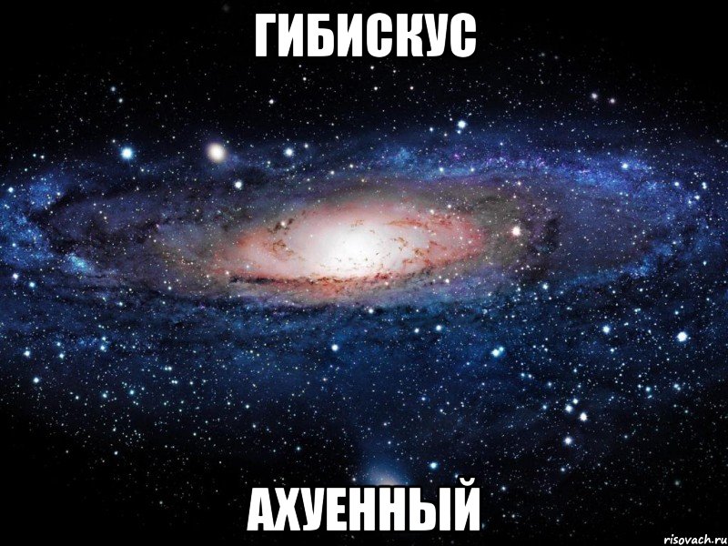 гибискус ахуенный, Мем Вселенная