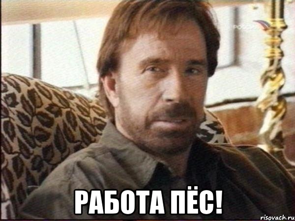  работа пёс!